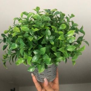 Fake House plants 🪴